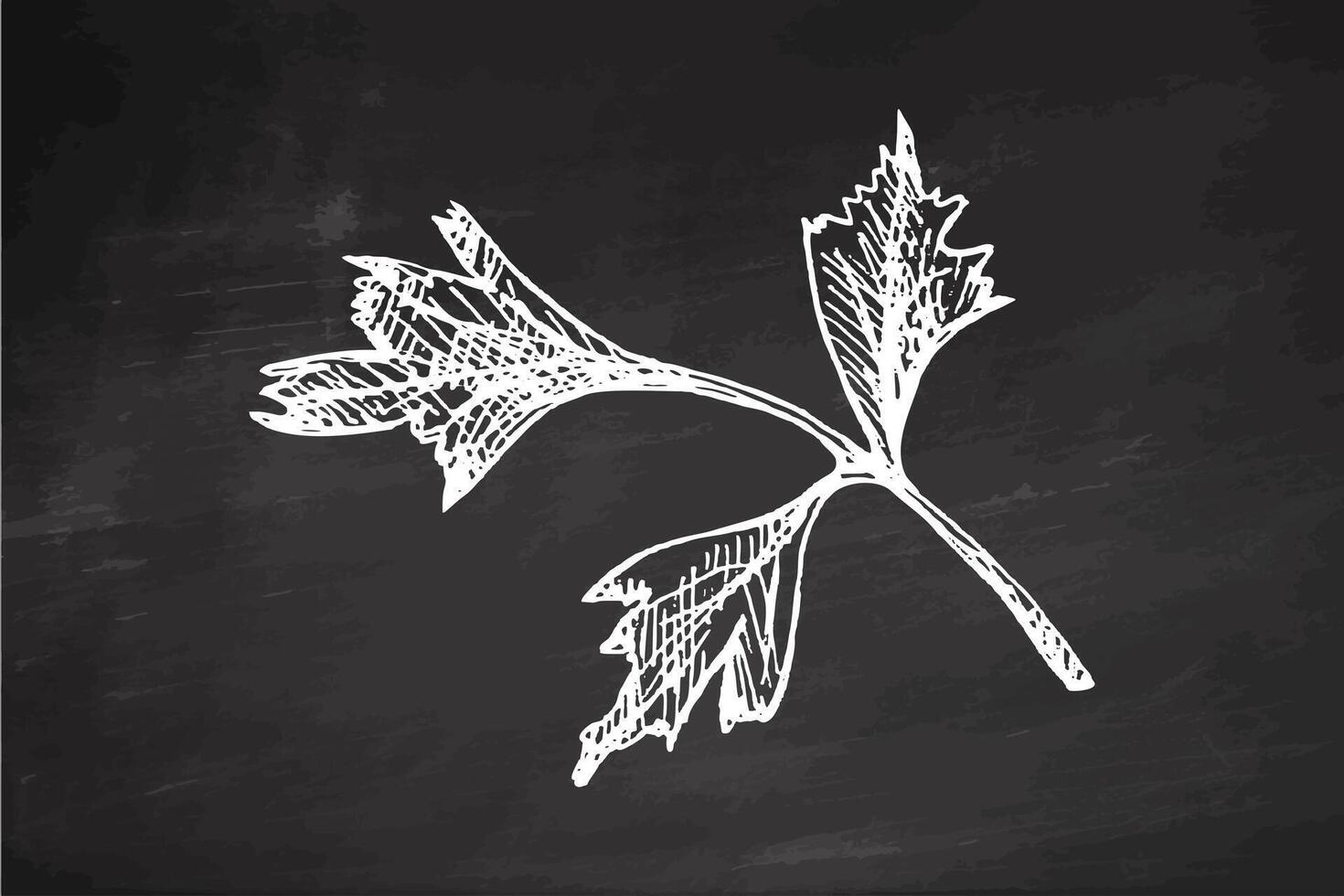 Hand drawn sketch of parsley herb branch in engraving style on chalkboard background vector