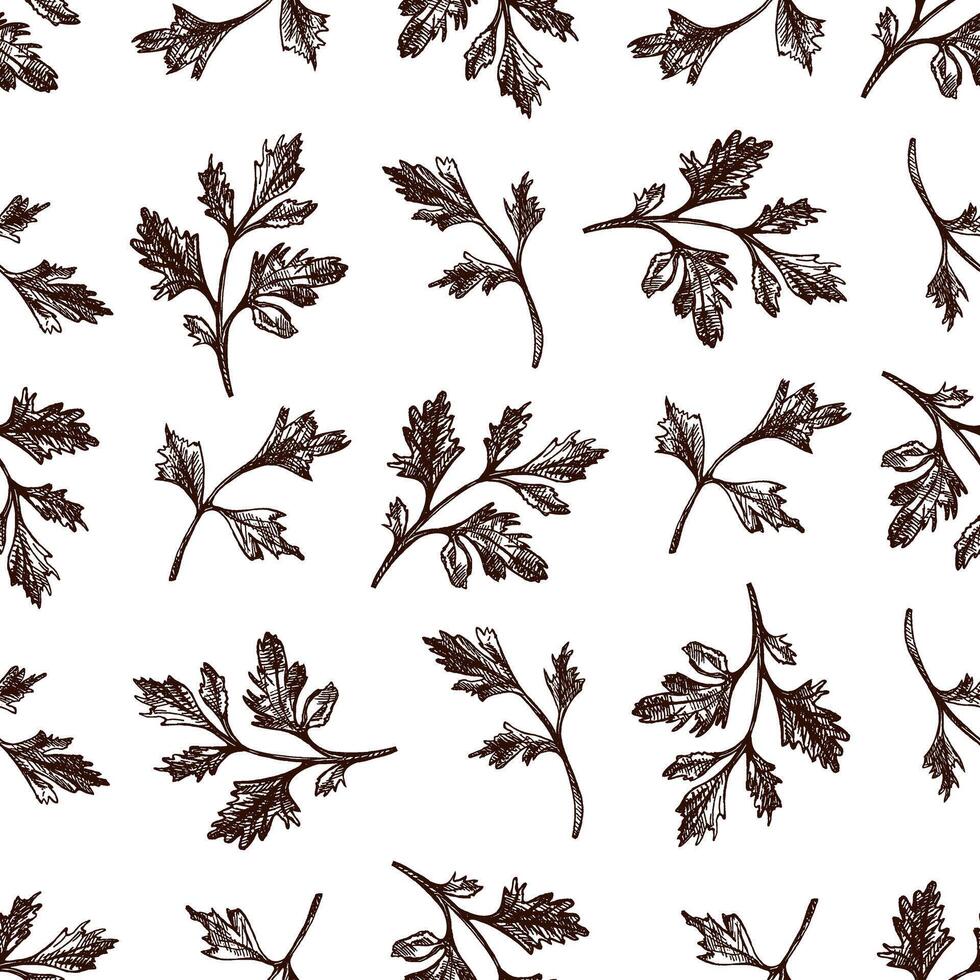 Hand drawn parsley leaves seamless pattern in vintage botanical sketch style vector