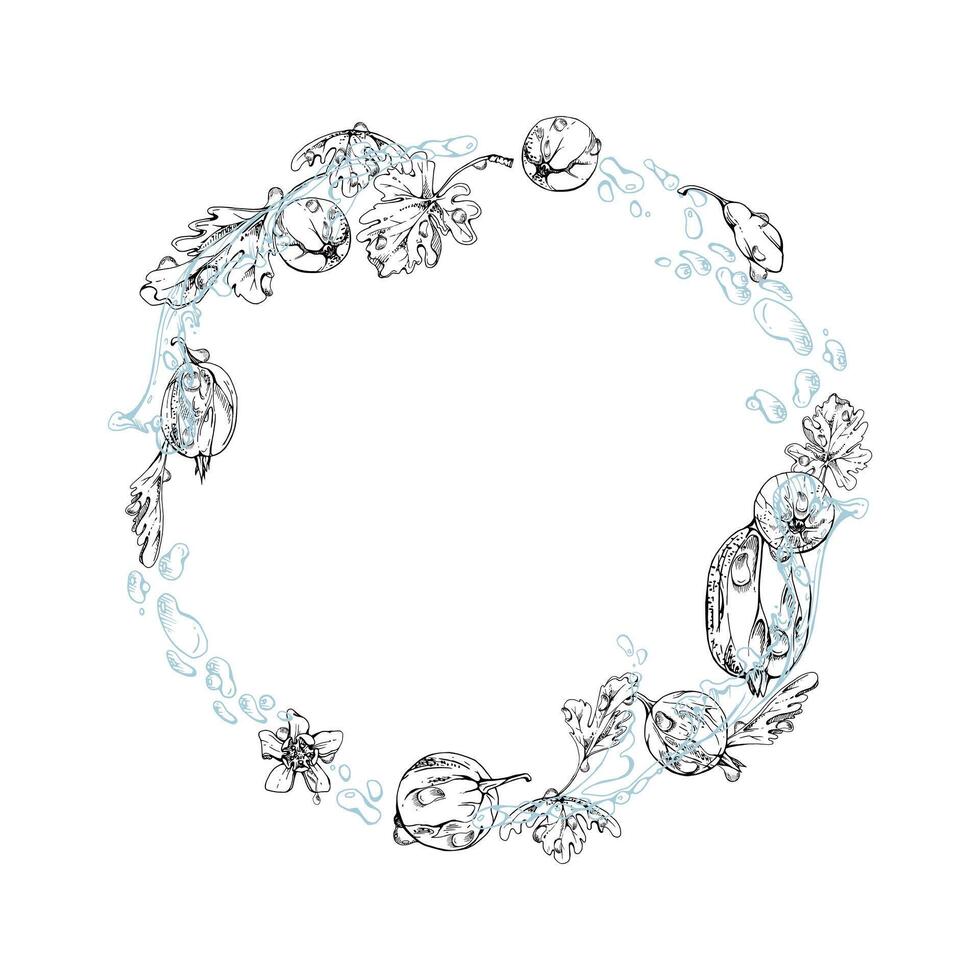 Gooseberry Currant berries wreath flying in water splash with green leaves, dew drops, ripe garden juneberry casseille jostaberry hand drawn in ink. Isolated circle frame. Fresh grocery store vector