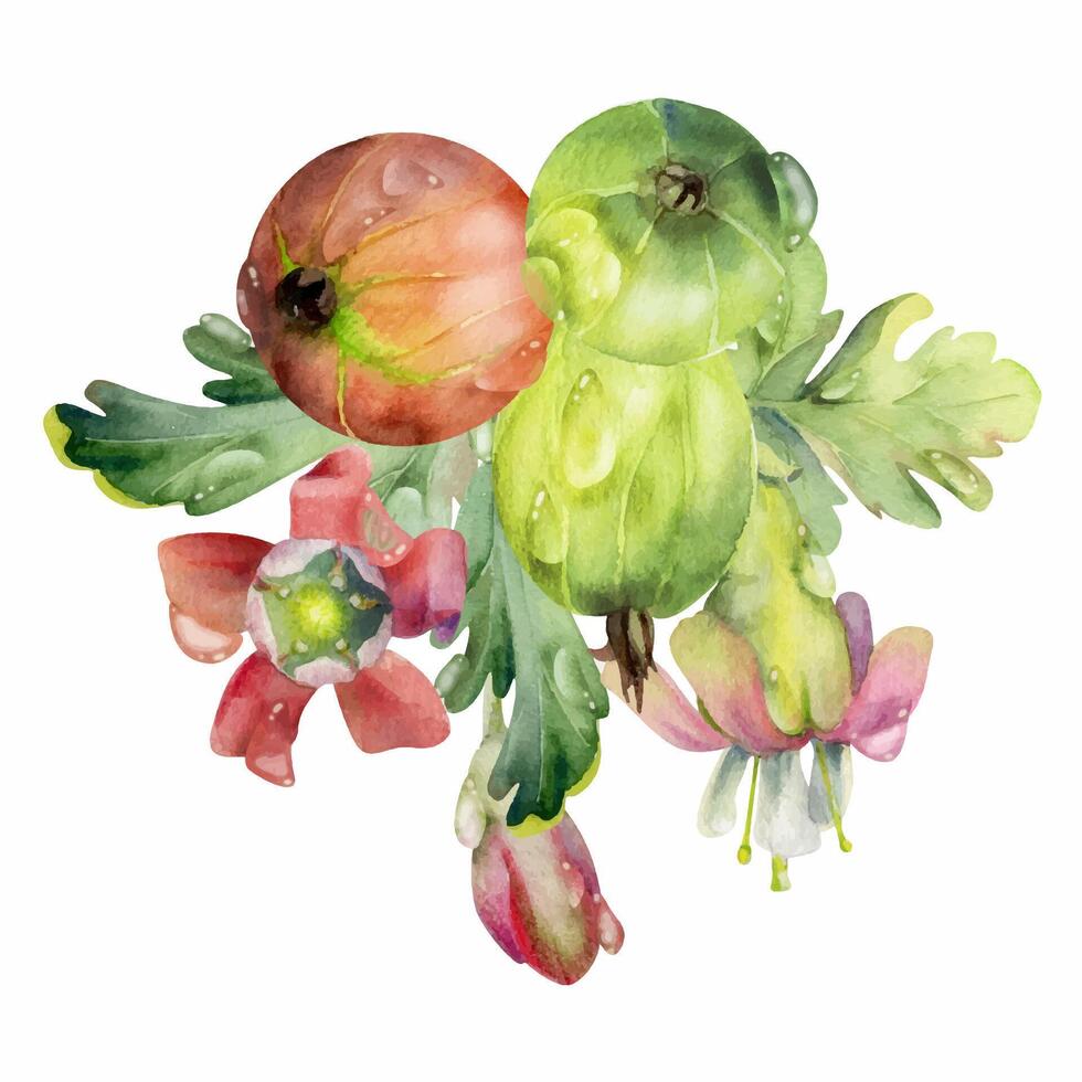 Gooseberry berries leaves flower buds, water dew drops, ripe garden Currant casseille huckleberry jostaberry. Isolated boutonniere illustration, hand drawn in watercolor. For cafe menu, farmers market vector