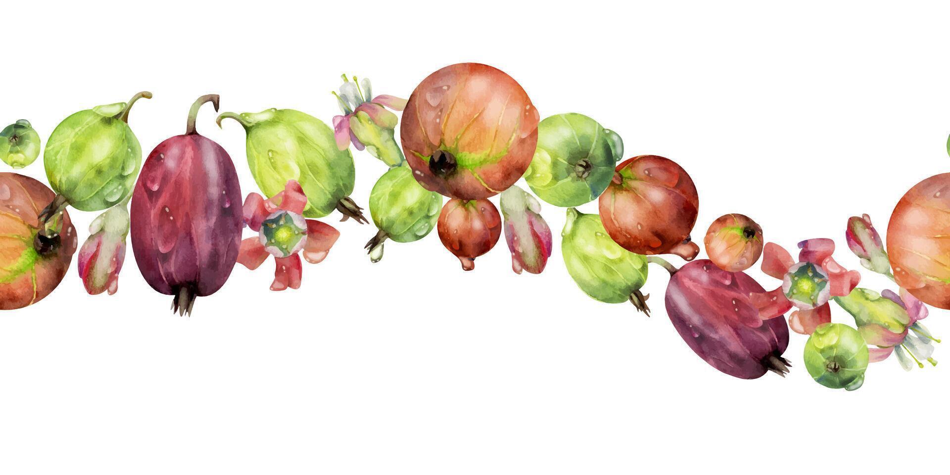 Gooseberry Currant garden berries, flowers in water dew drops hand drawn in watercolor. Seamless isolated wave banner garland. Home preserves, stationery, food store decor, cafe menu, recipe book vector