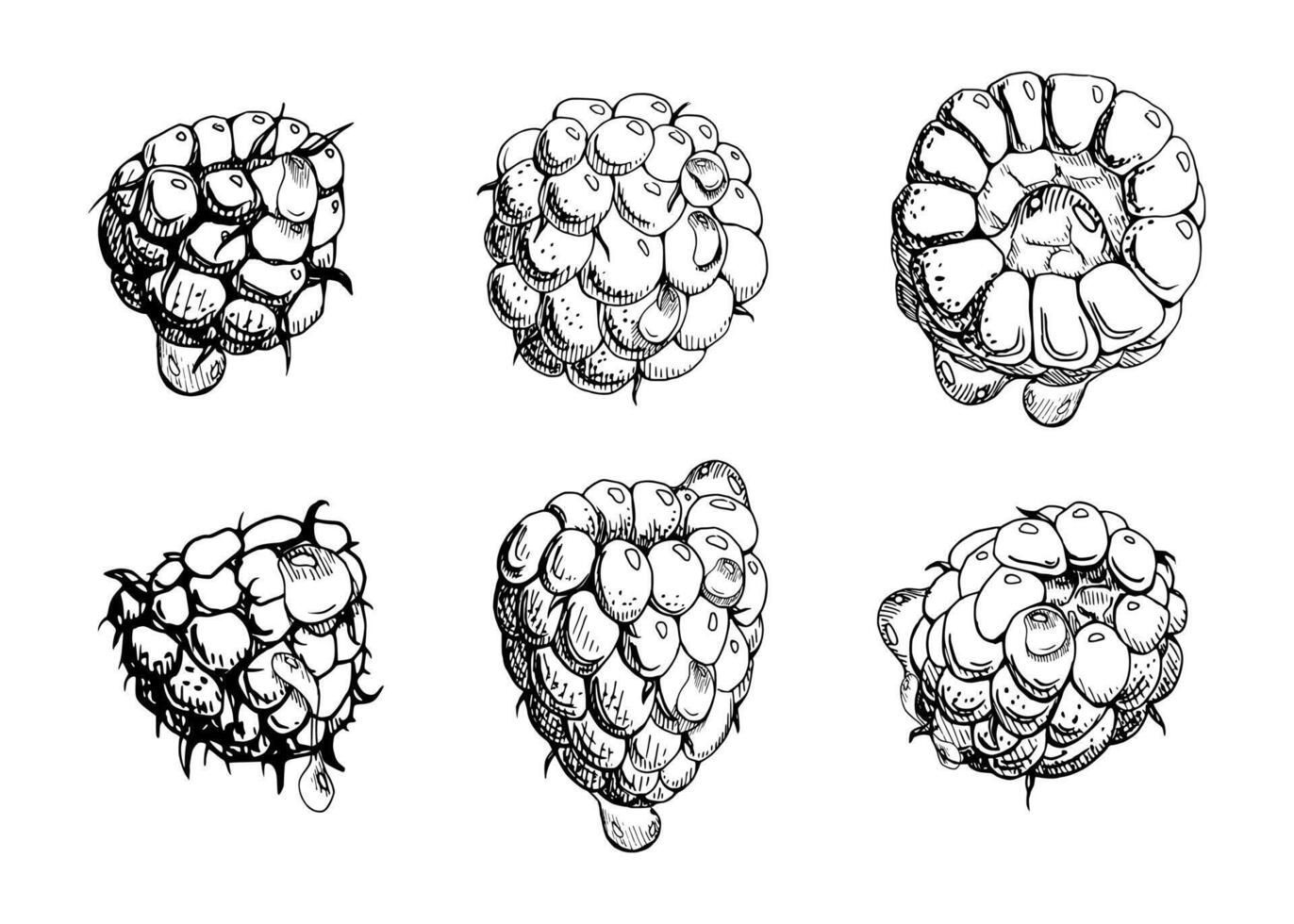 Raspberry ripe sloe fruit with water dew drops hand drawn in ink, garden berry mulberry loganberry cloudberry. Botanical isolated illustration. Home preserves cookbook, grocery store, closeup vector