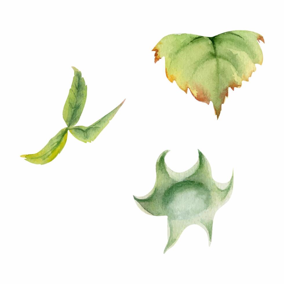 Raspberry fruit receptacle in water dew drops, seed pod torus cluster petals leaves on stem, hand drawn in watercolor, garden dewberry mulberry cloudberry. Botanical isolated element illustration set vector