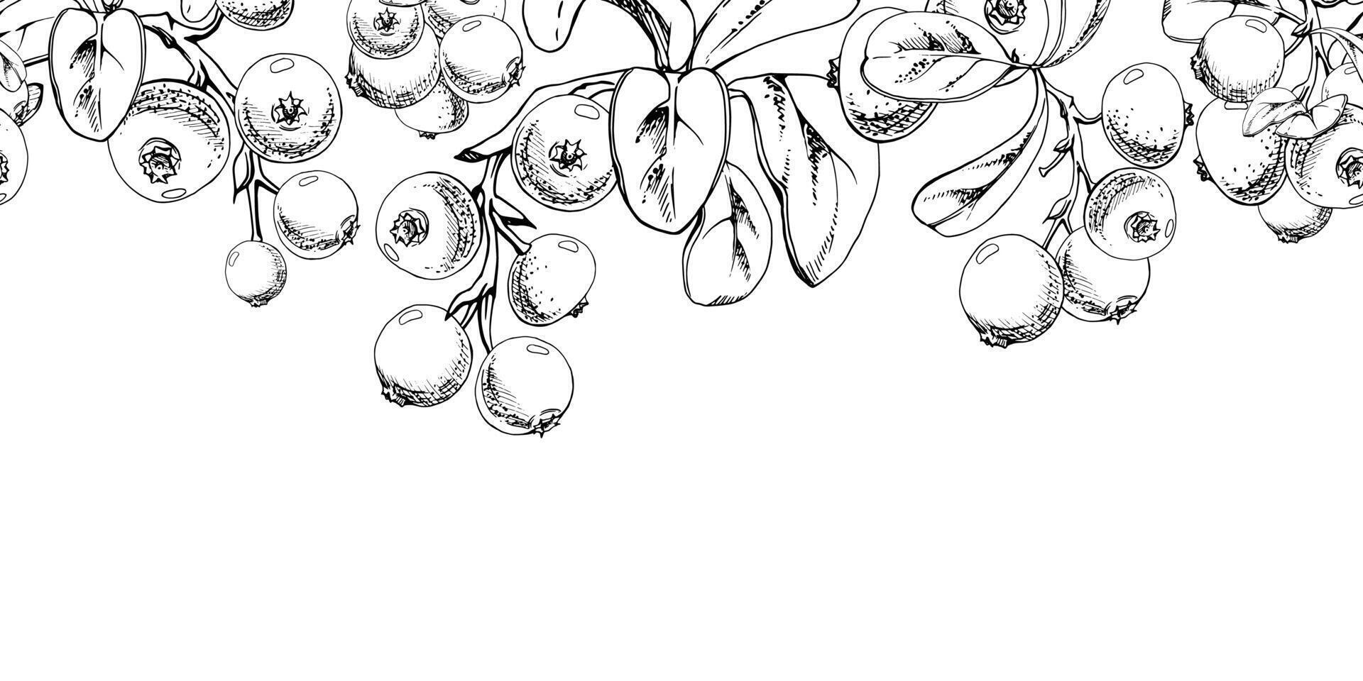Cranberry lingonberry with green leaves on branch, hand drawn in ink, ripe forest berry bearberry teaberry wintergreen cluster group. Isolated seamless banner border for menu, farmers market vector