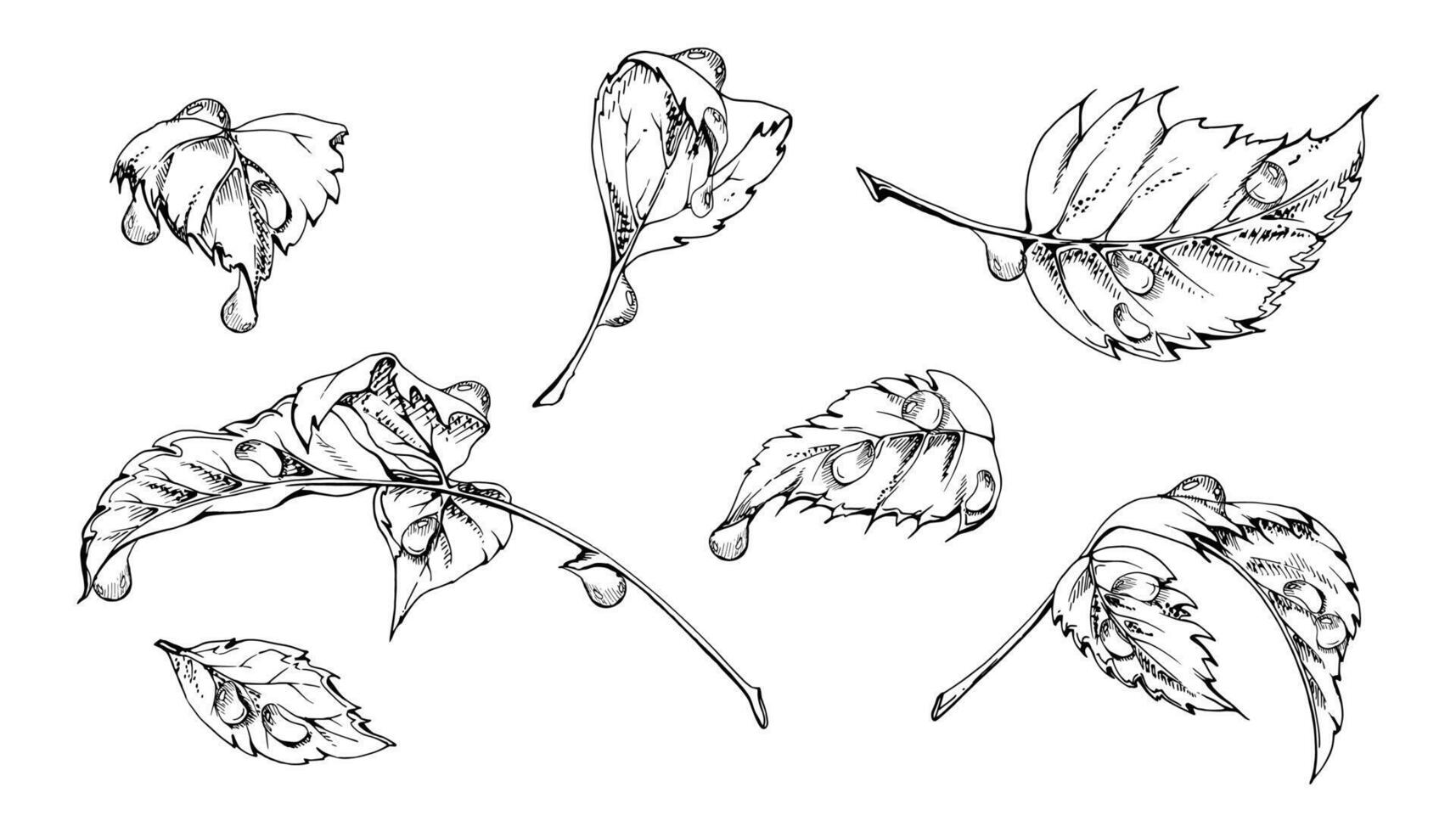 Leaves on stalks in water dew drops, flower bush tree plant foliage hand drawn in ink, Raspberry sycamore poplar lilac. Isolated botanical nature illustration. Wedding florist, scrapbooking vector