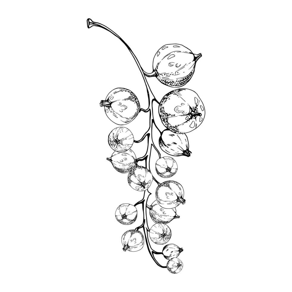 Currant gooseberry bunch cluster branch, ripe garden berry casseille jostaberry juneberry. Isolated botanical illustration, ink hand drawn. Craft grocery shop, scrapbooking decoupage, posters vector