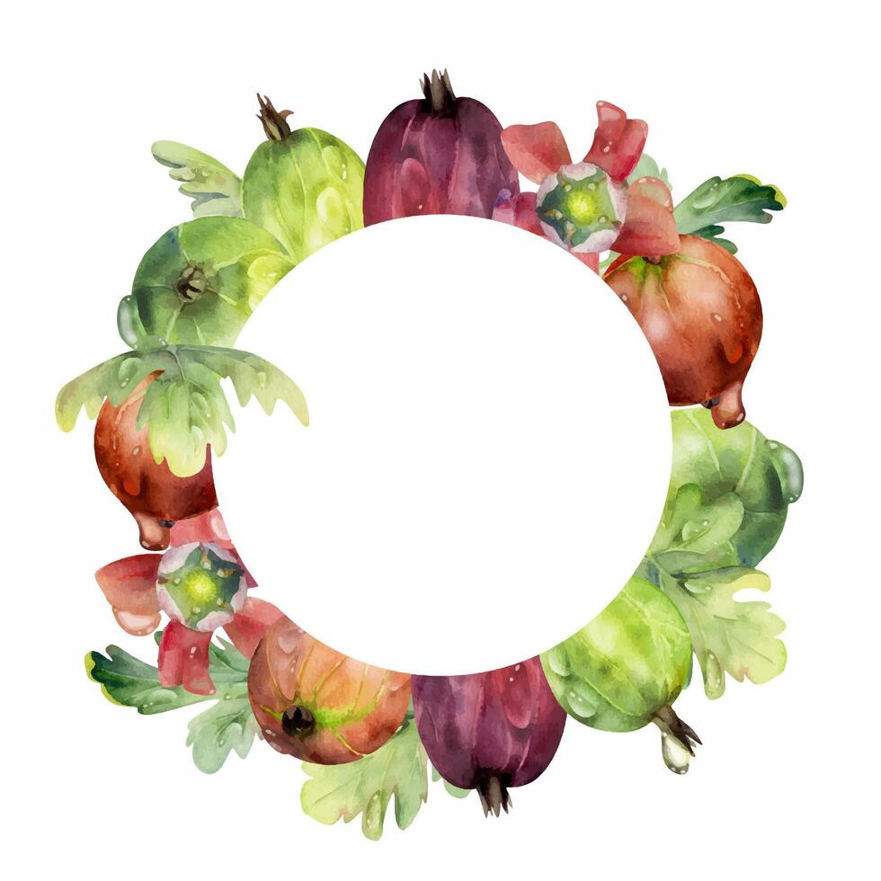 Gooseberry Currant berries, leaves and flowers, water splash dew drops, wreath hand drawn in watercolor. Ripe garden juneberry casseille jostaberry. Isolated circle frame. Fresh grocery, dessert menu vector