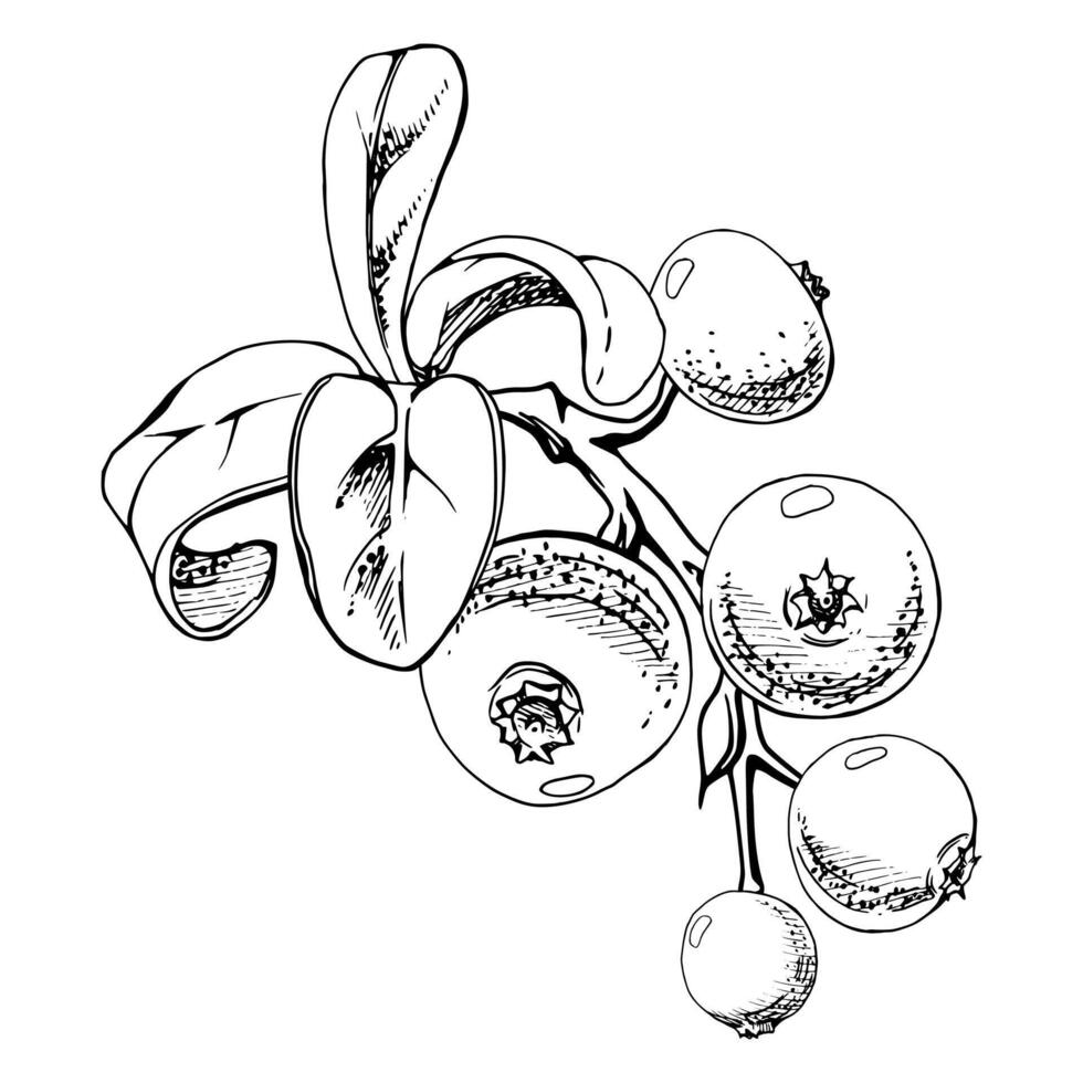 Cranberry lingonberry with green leaves on branch, hand drawn in ink, ripe forest berry bearberry teaberry wintergreen cluster group. Isolated botanical illustration, for menu, farmers market vector