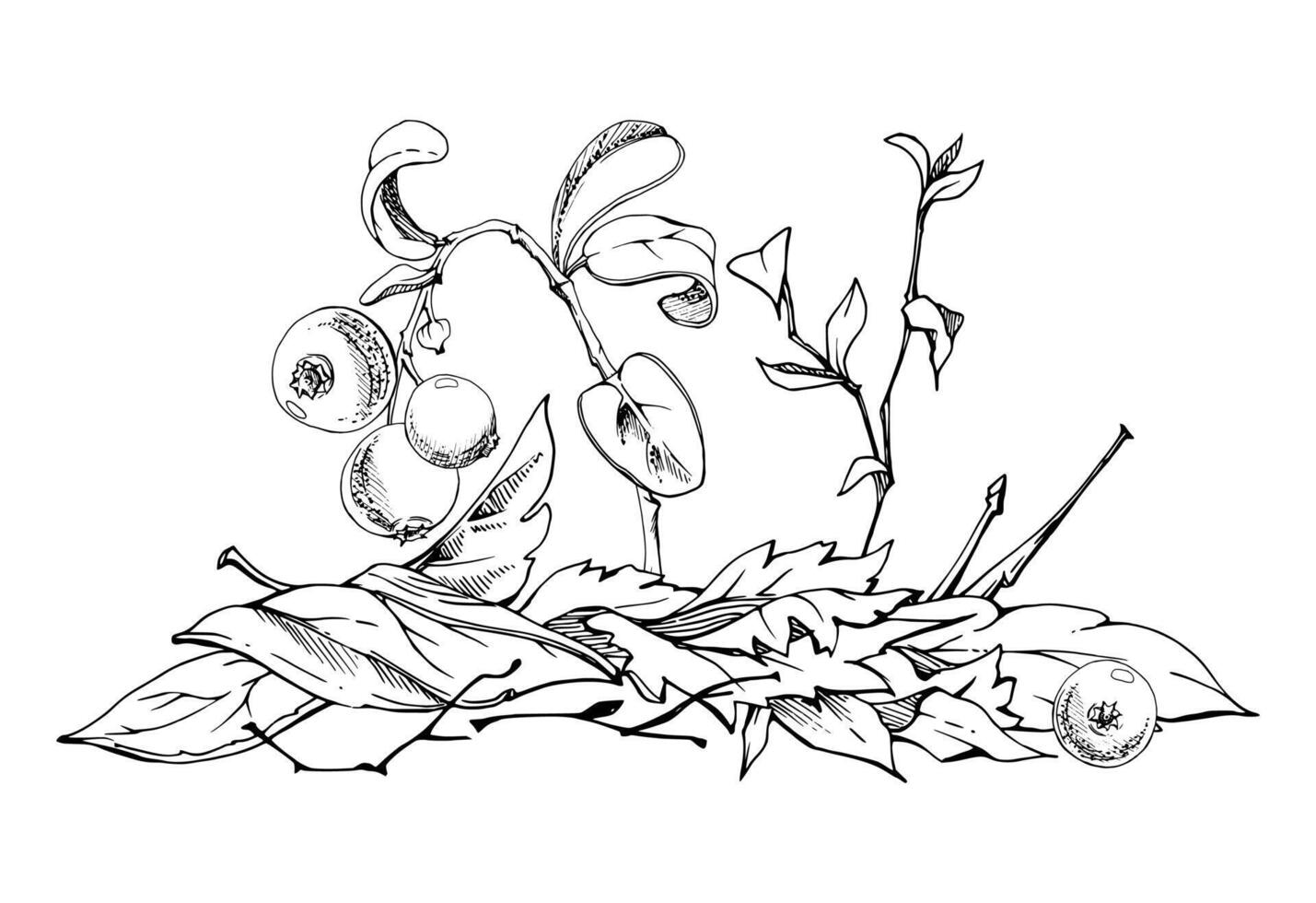 Cranberry lingonberry twigs branches on dry leaves, hand drawn in ink. Ripe swamp forest berry, bearberry teaberry wintergreen. Isolated botanical illustration. Restaurant menu, farmers market vector