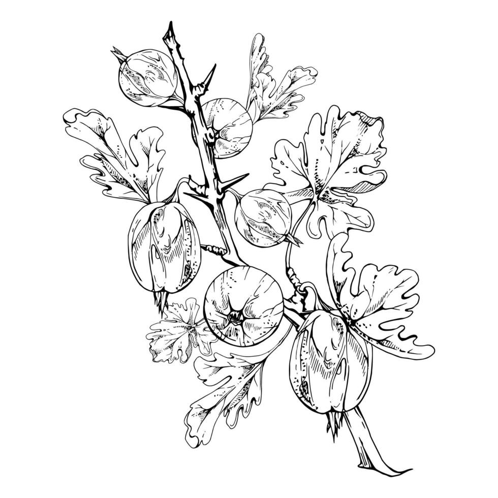Gooseberry berries, leaves hanging on thorny branch, ripe garden juneberry casseille currant. Isolated botanical illustration ink hand drawn. Home preserves cookbook, grocery store stationery vector