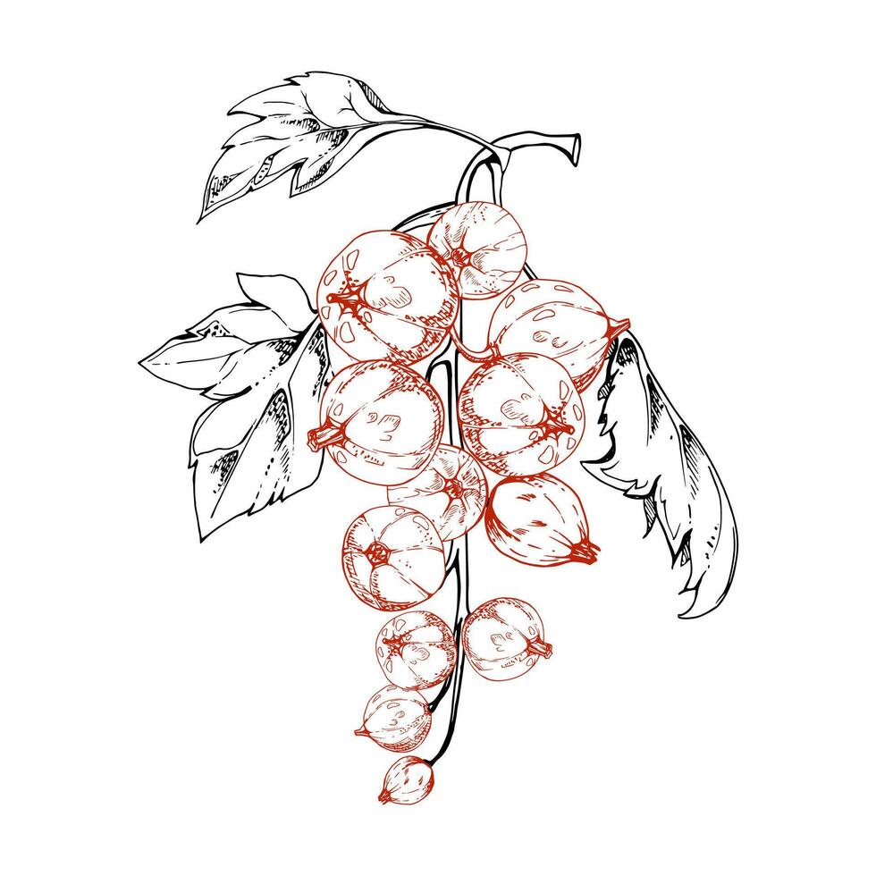 Currant gooseberry cluster bunch raceme with leaves, ripe garden berry casseille jostaberry juneberry, ink hand drawn. Isolated botanical illustration. Home preserves cookbook, grocery store vector