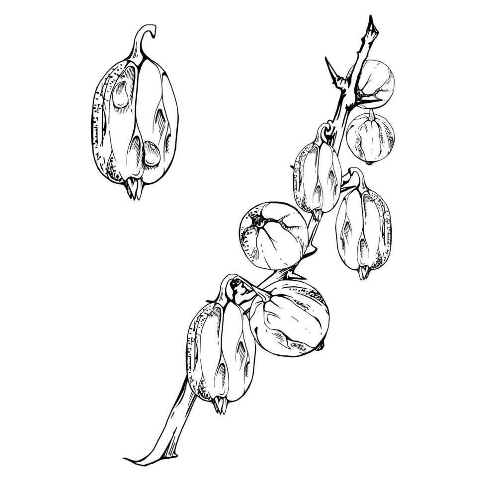 Gooseberry Currant hanging on thorny branch, ripe garden berry juneberry casseille jostaberry ink hand drawn. Isolated botanical illustration. Home preserves, cookbook, grocery store stationery vector