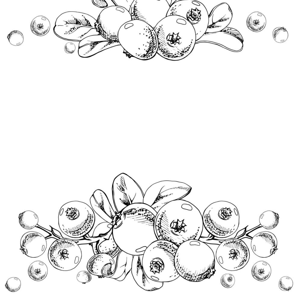 Cranberry lingonberry on branch with green leaves, ripe forest berry wintergreen bearberry teaberry cluster group, hand drawn in ink. Isolated square garland frame. Farmers market, cafe menu vector