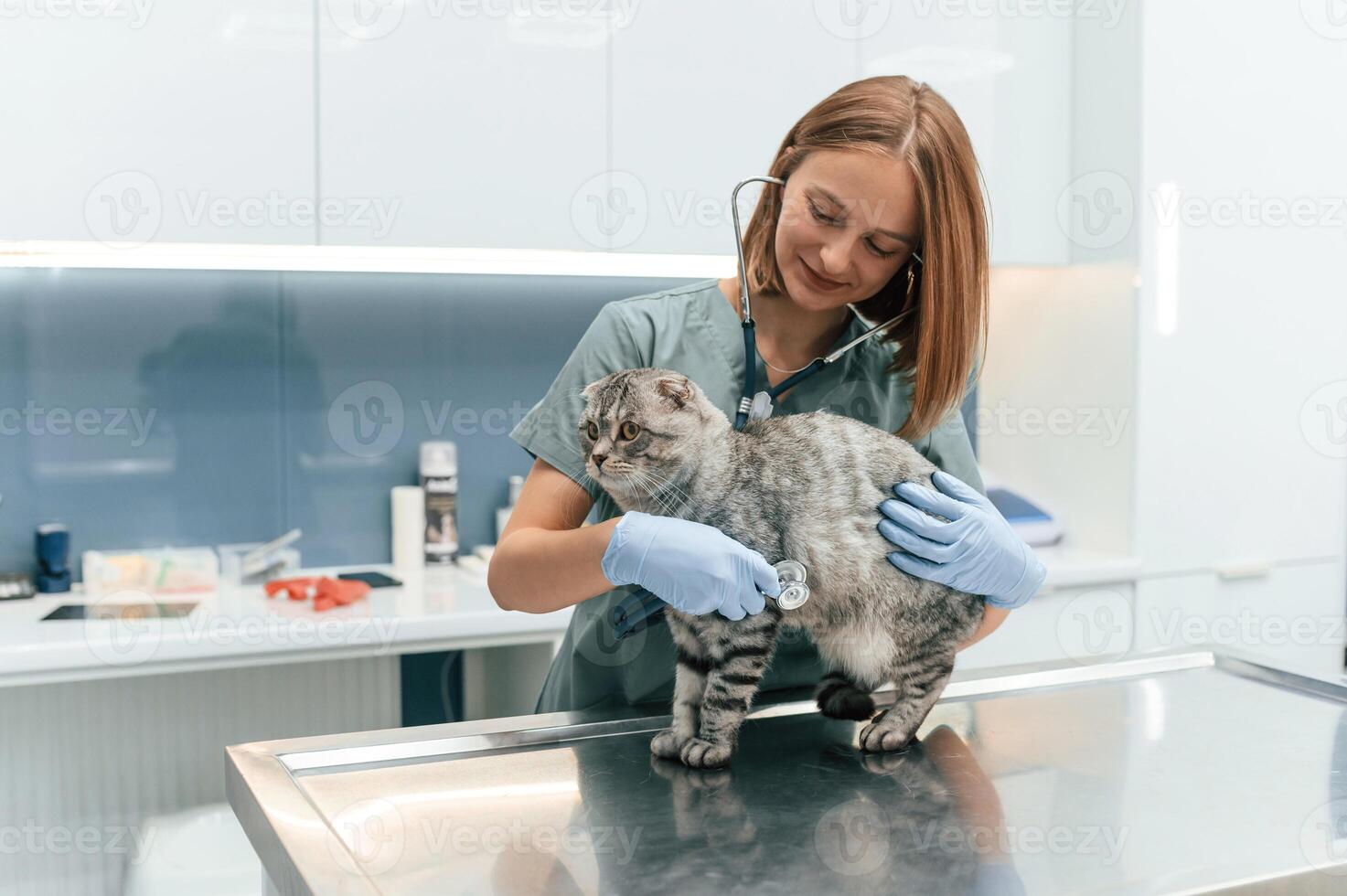 Animal is on the table, using stethoscope. Scottish fold cat in the veterinarian clinic with female doctor photo