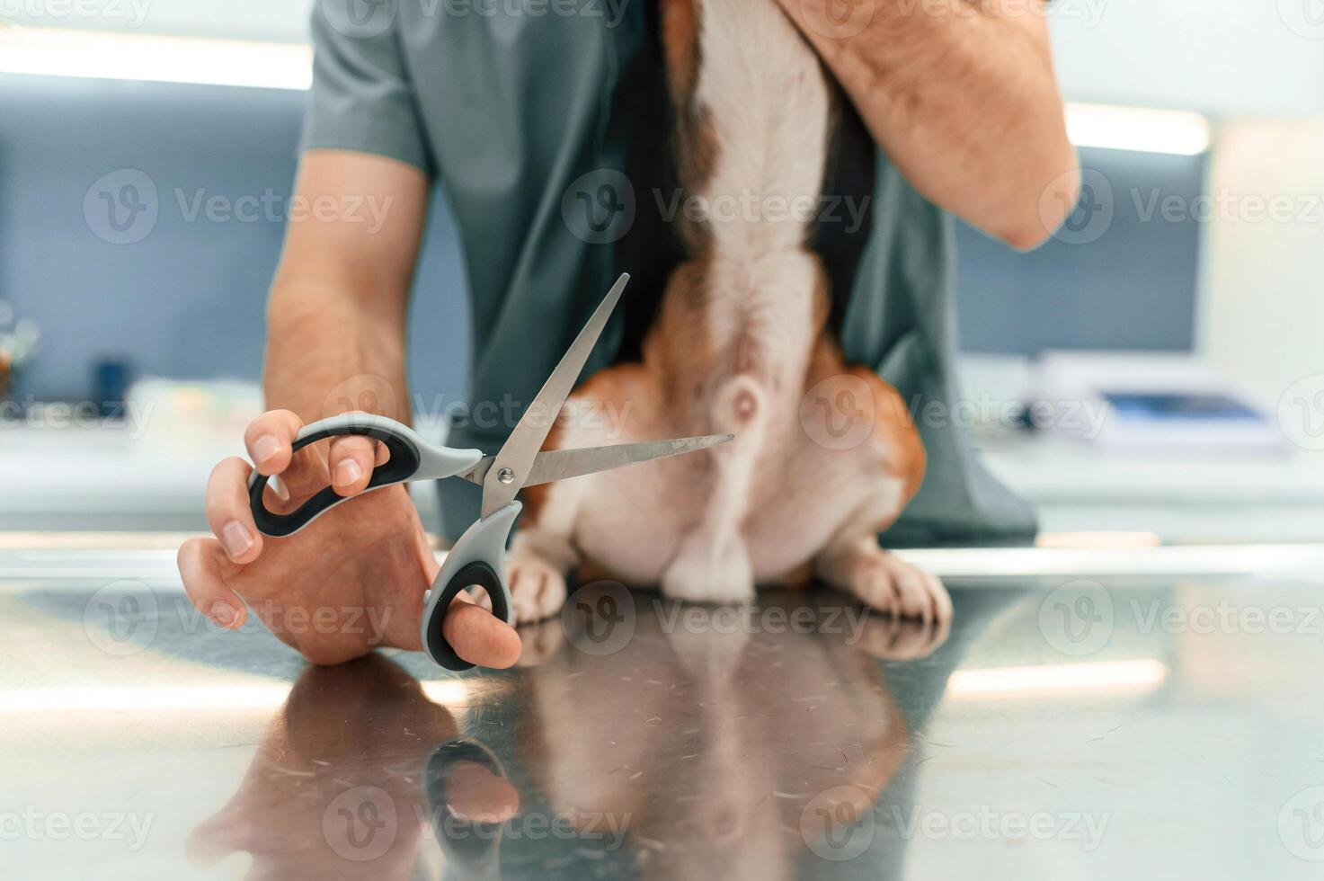 Holding ,scissors. Conception of castration. Dog in veterinarian clinic with male doctor photo