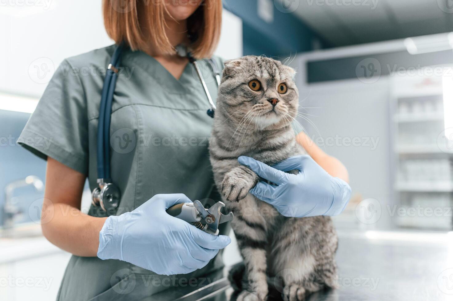 Process of cutting ,the nails on paws. Scottish fold cat in the veterinarian clinic with female doctor photo