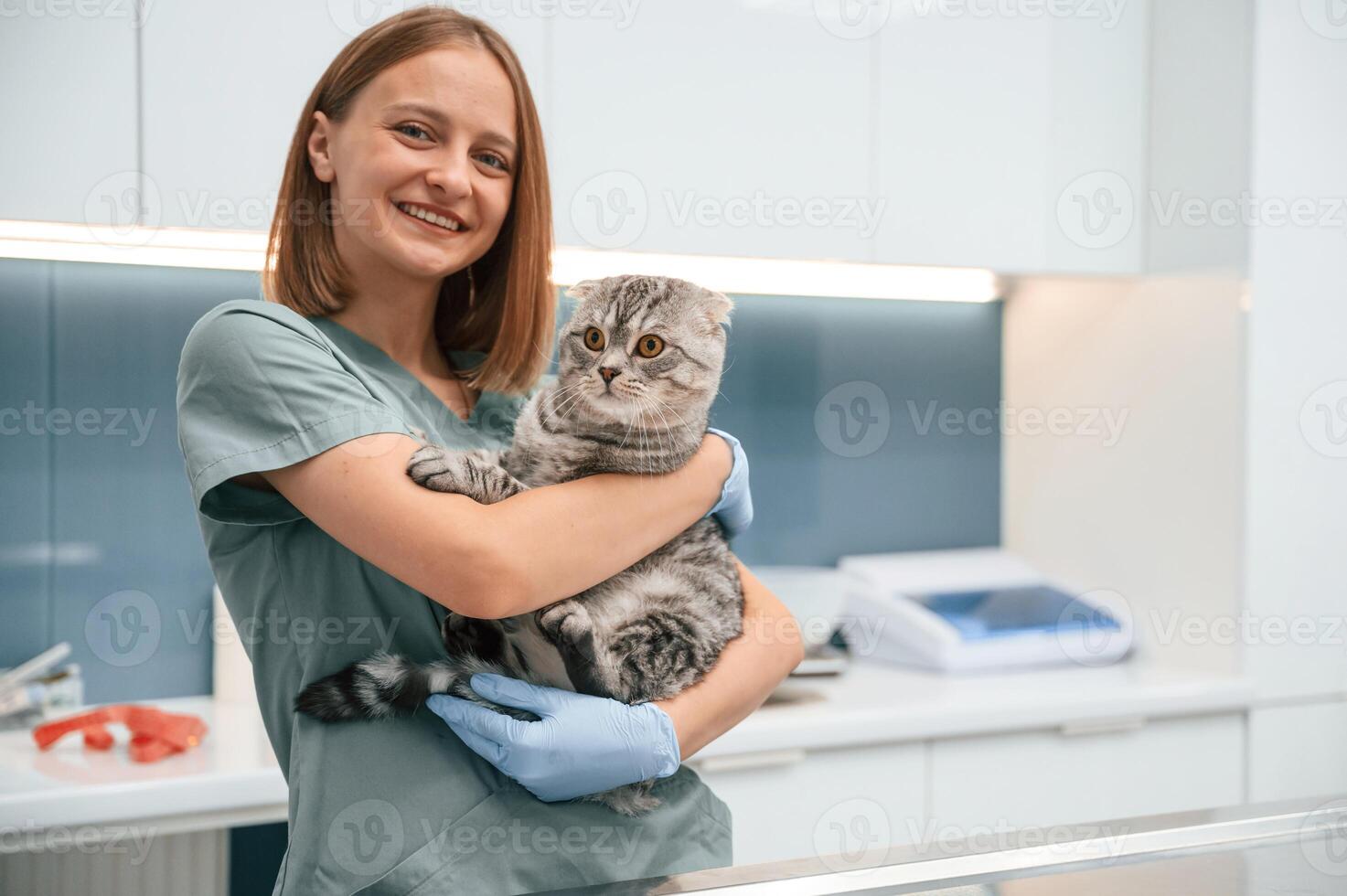 Holding, in hands, smiling. Scottish fold cat in the veterinarian clinic with female doctor photo