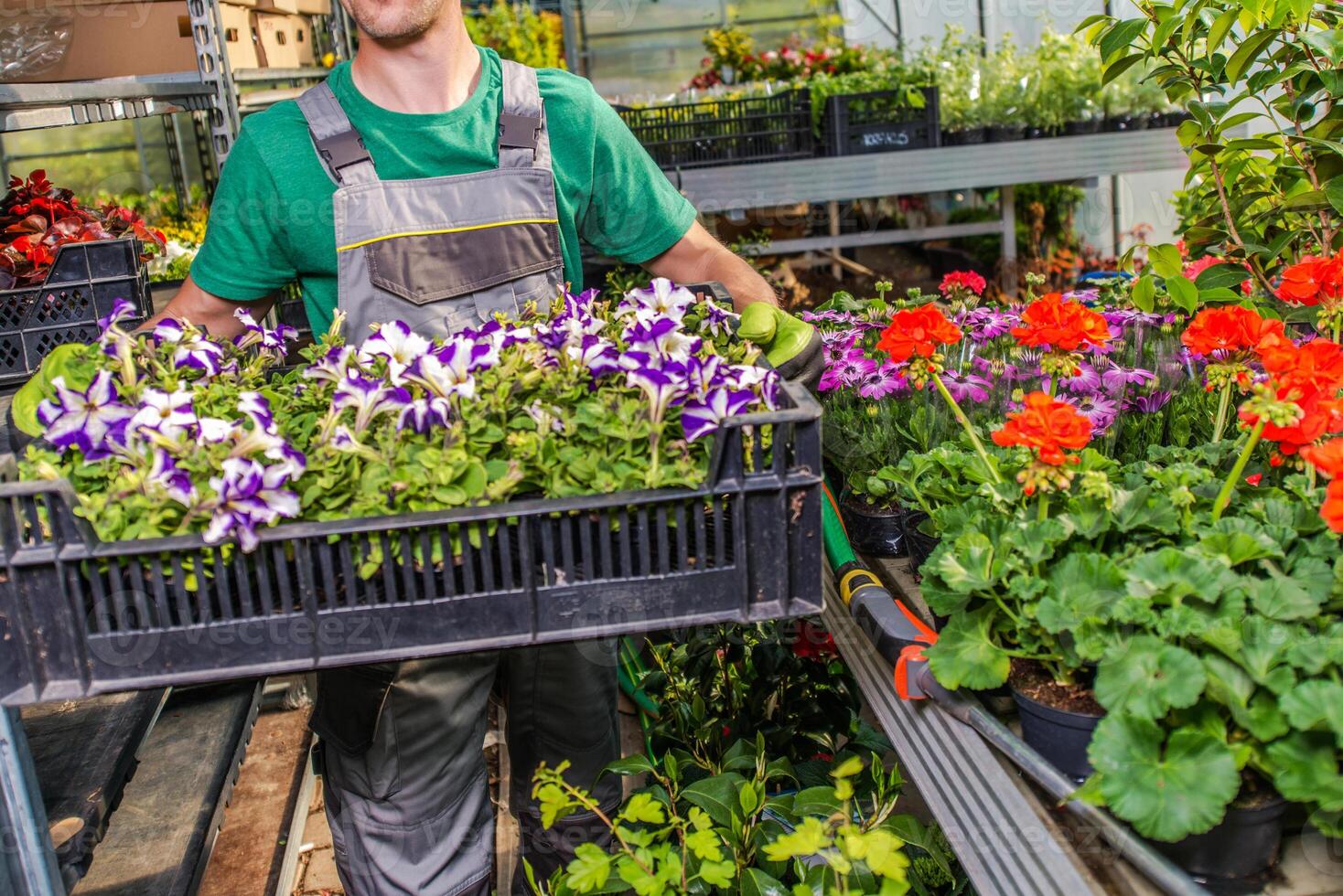 Worker Carries Vibrant Flower Trays in Greenhouse During Daytime photo