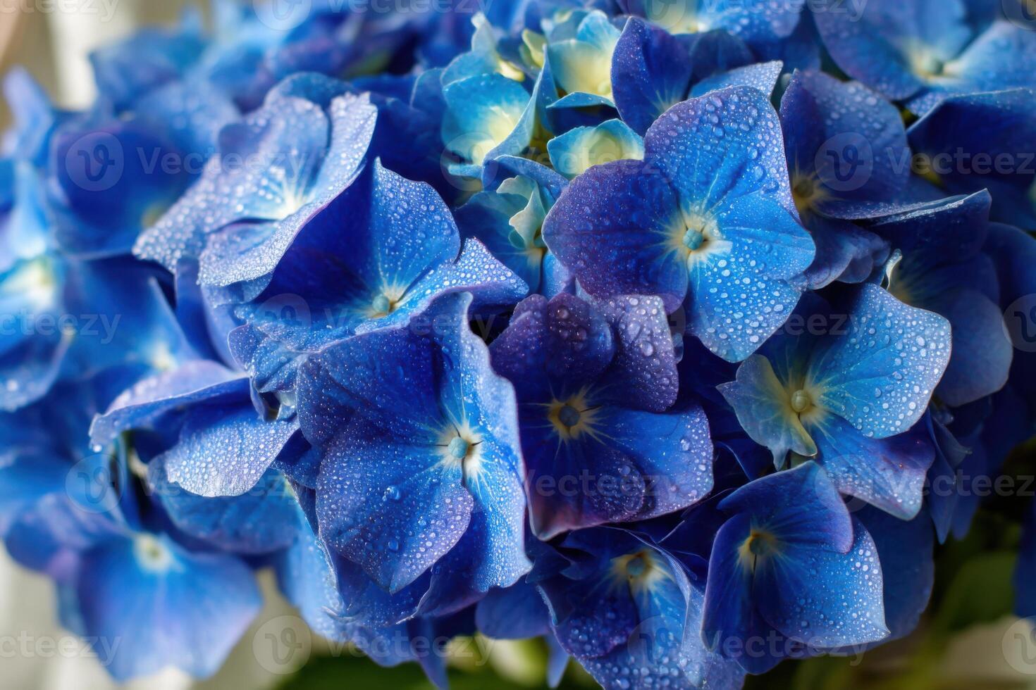 Vibrant blue hydrangea flowers with droplets showcasing their beauty and freshness in a close-up view, perfect for floral arrangements and decoration, nature concept photo