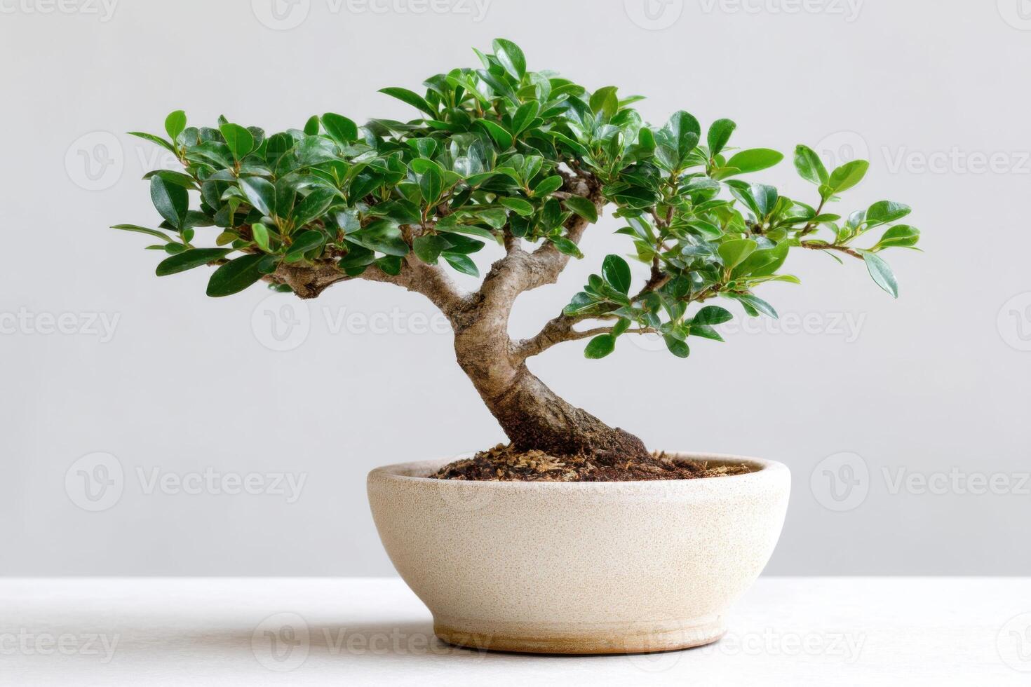 Bonsai tree in a minimalist pot showcasing intricate branches and lush green leaves, symbolizing tranquility and nature appreciation, gardening concept photo