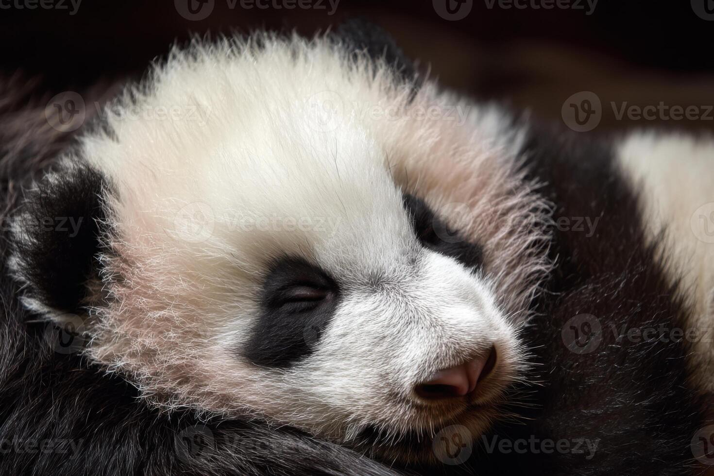 Adorable baby panda sleeping peacefully, curled up on soft fur photo