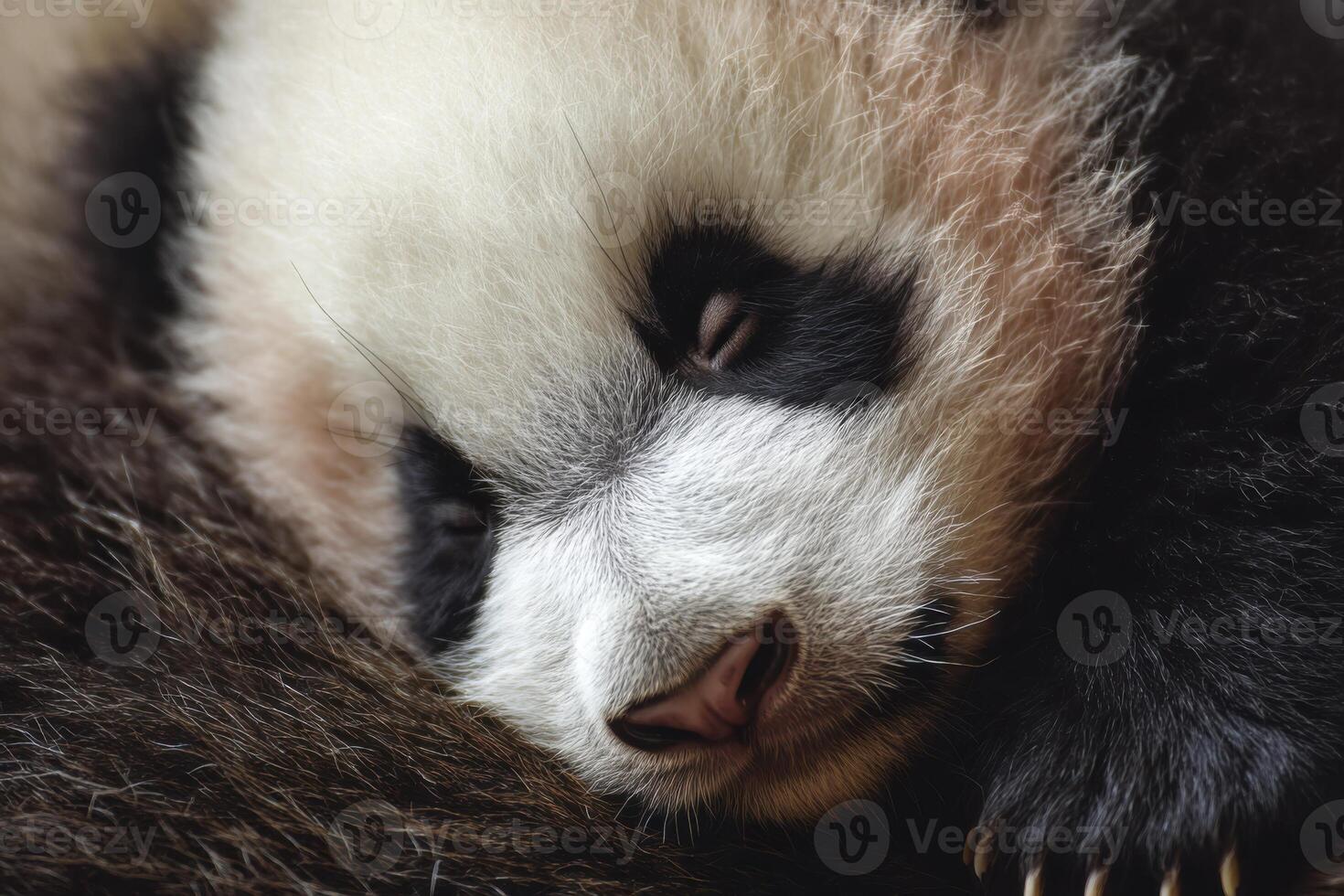 Adorable baby panda sleeping peacefully, curled up in a ball of fluff photo