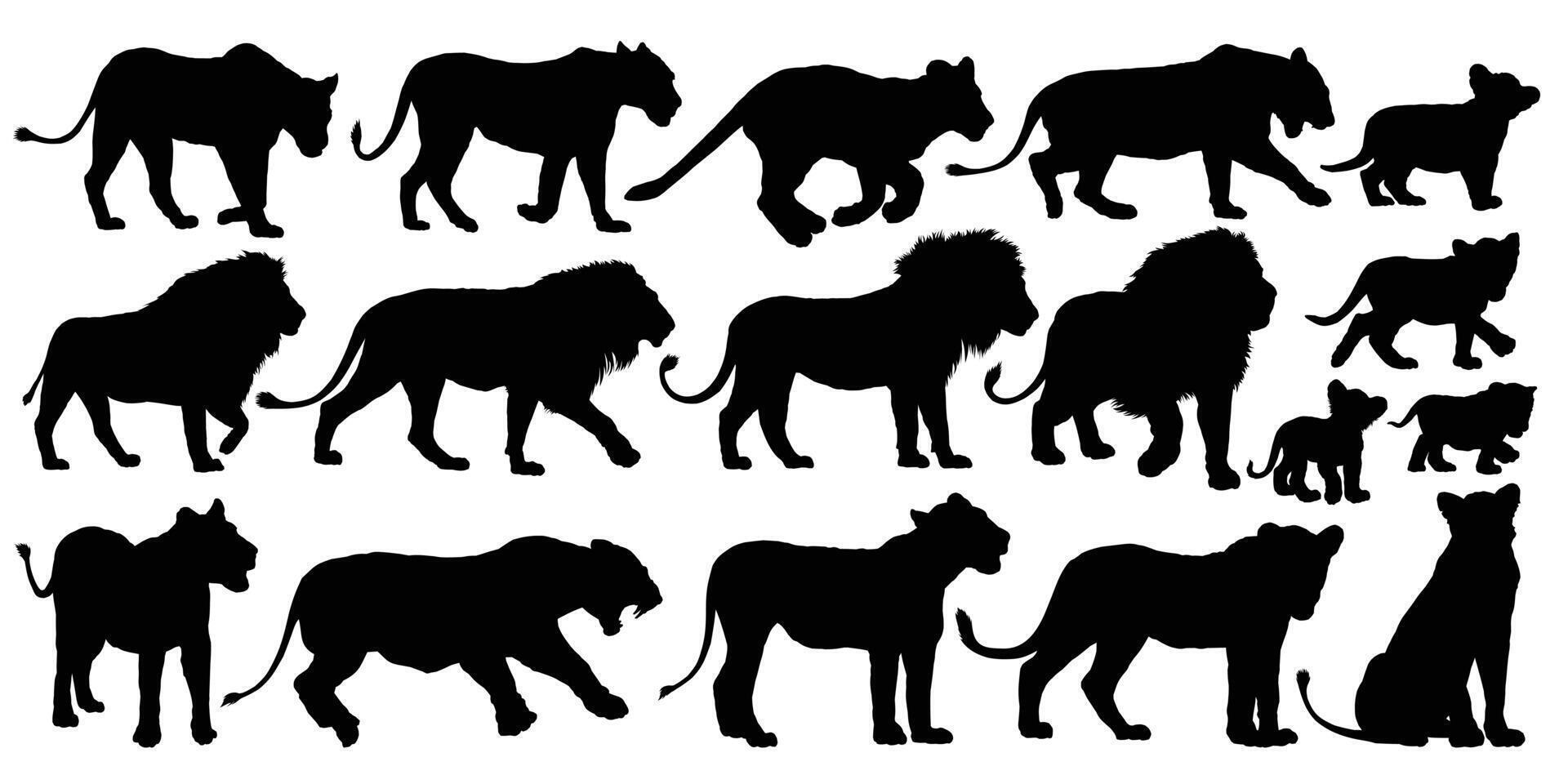 The set silhouettes of African lions. vector