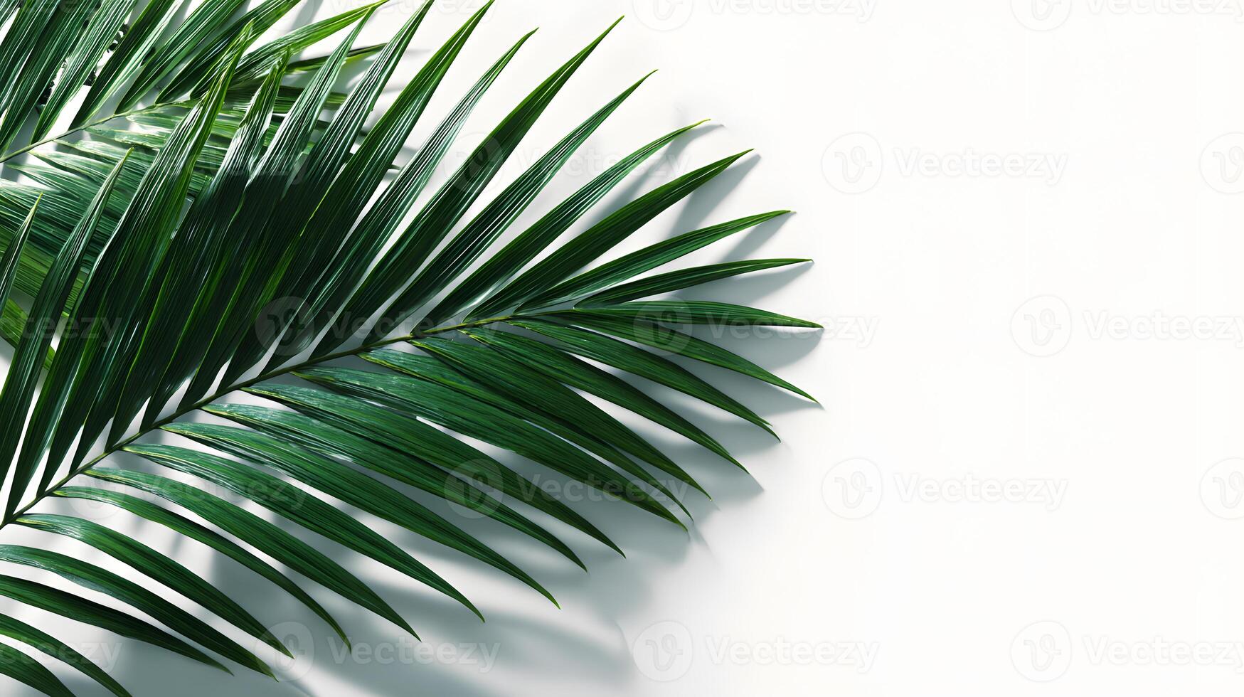 Eye-catching green palm leaf against a spotless white background, ideal for text placement. photo