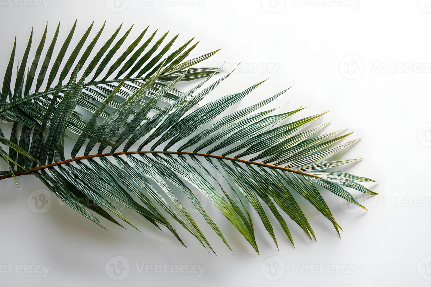 Fresh green palm leaf on an unmarked white background allowing for additional text. photo