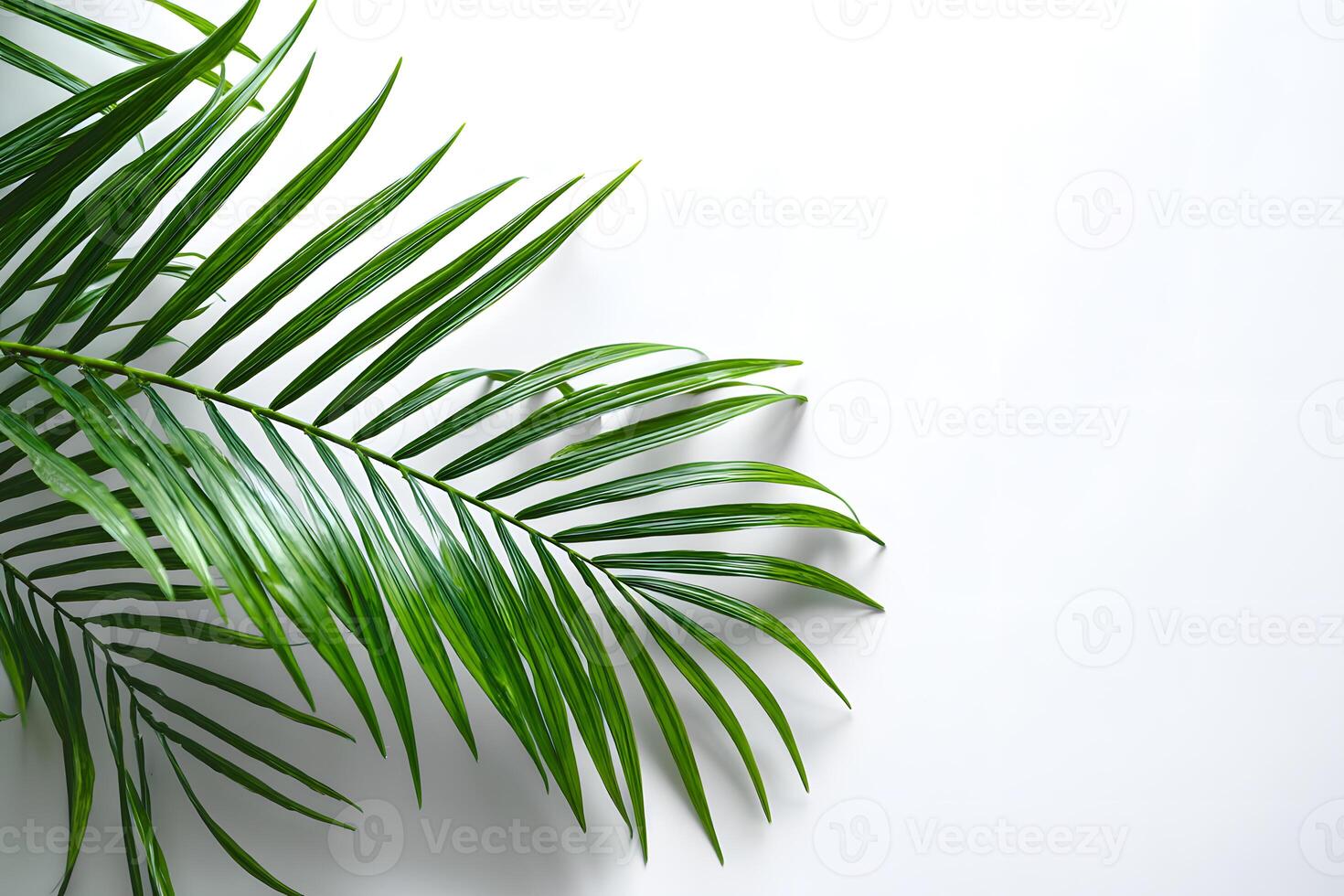 Elegant green palm leaf on a pristine white background, perfect for text display. photo