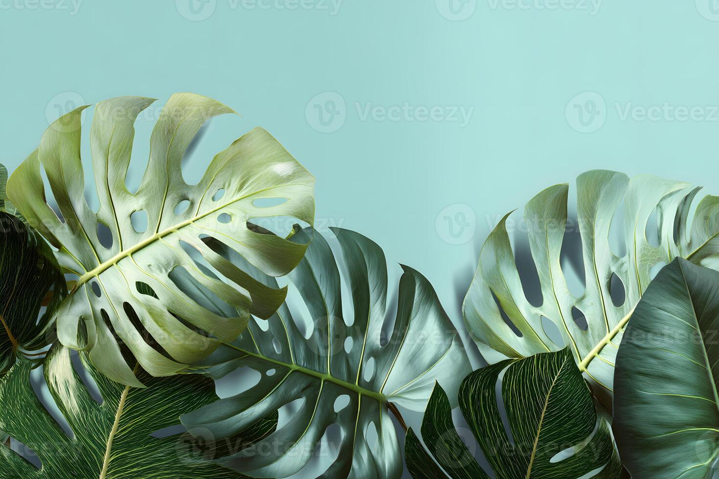 Refreshing green monstera leaves elegantly showcased on a soft blue backdrop. photo