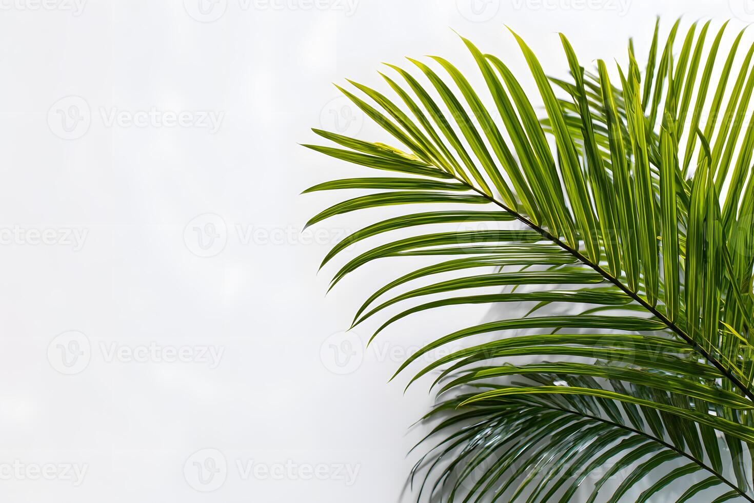 Isolated green palm leaf against a white backdrop, highlighting a spacious text area. photo