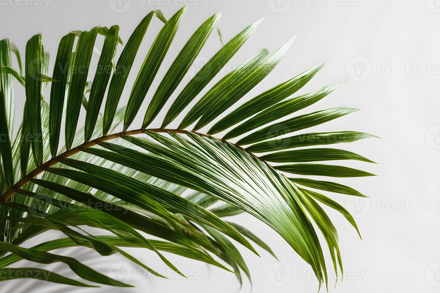 Stylish green palm leaf set against a clean white background with ample space for text. photo