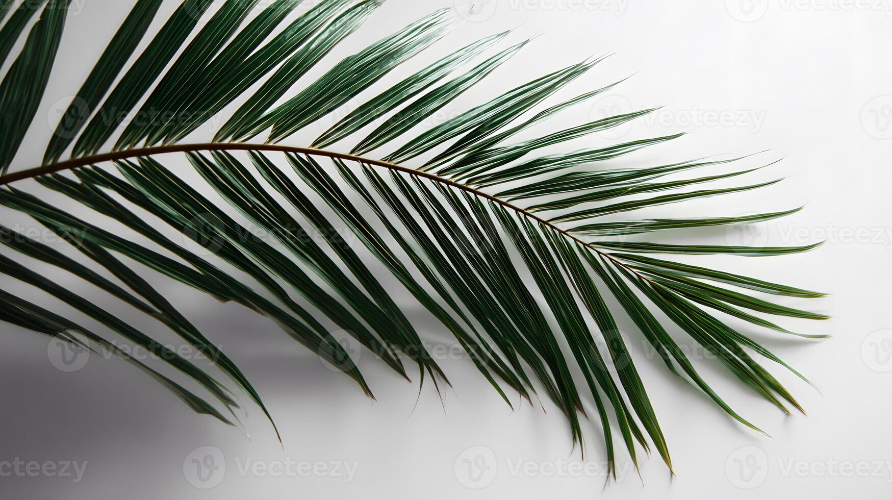 Beautiful green palm leaf located on a bright white surface, perfect for text insertion. photo
