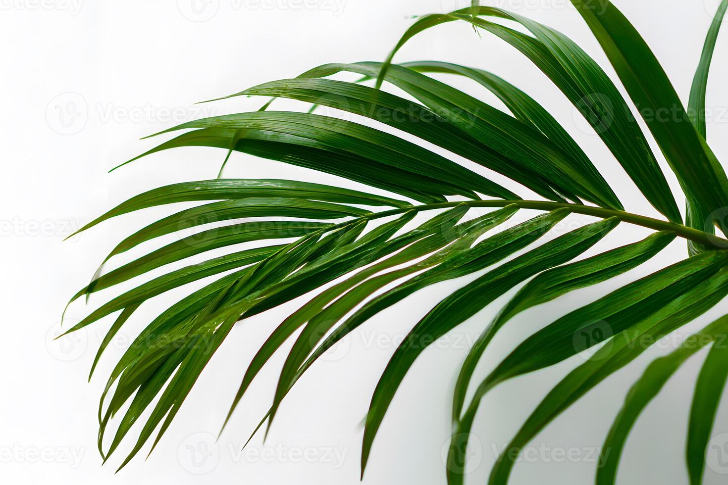 green palm leaf placed on a bright white background creating space for text. photo