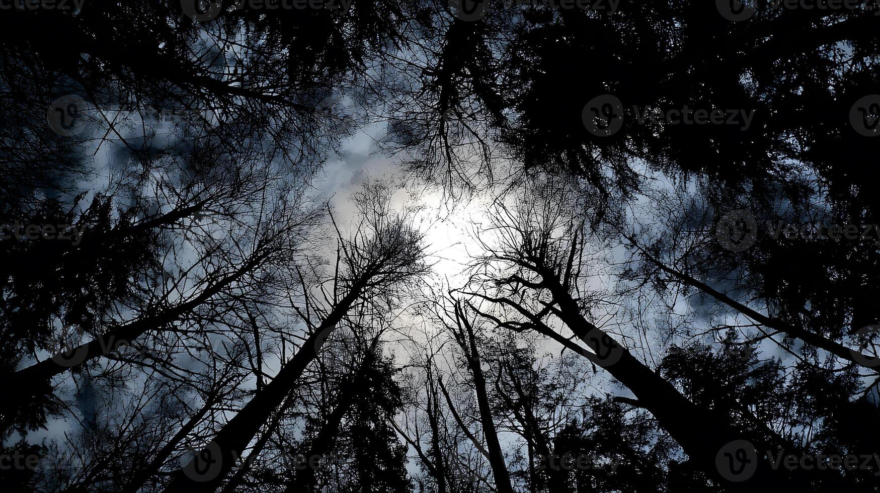 Majestic silhouettes of towering pine trees outlined by a luminous full moon. photo