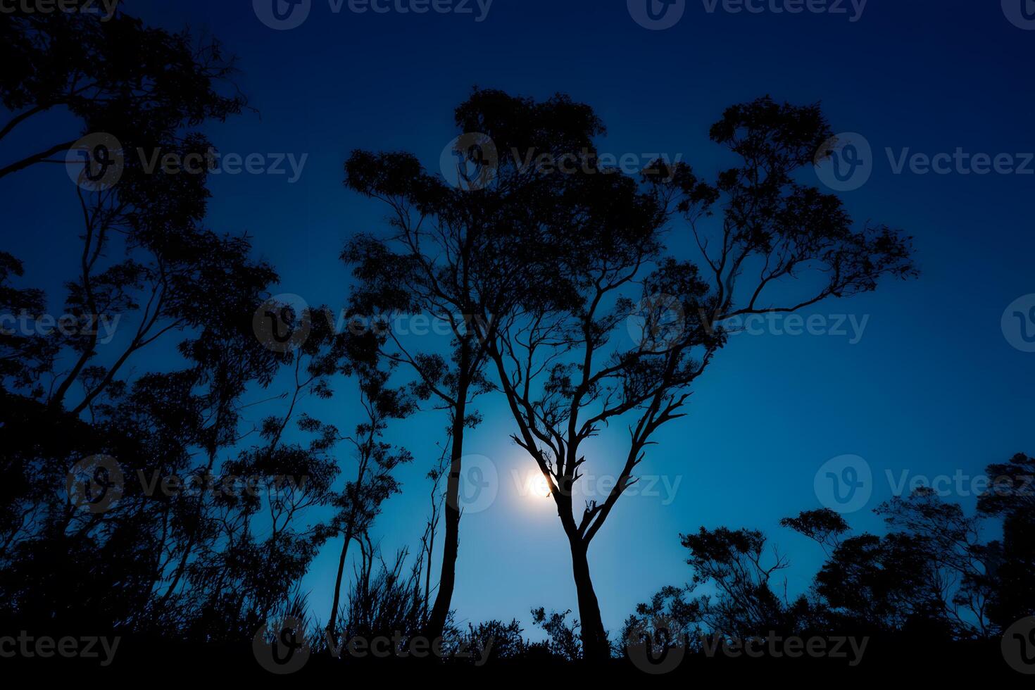 Majestic silhouette of tall trees outlined against the luminous full moon in a night sky. photo