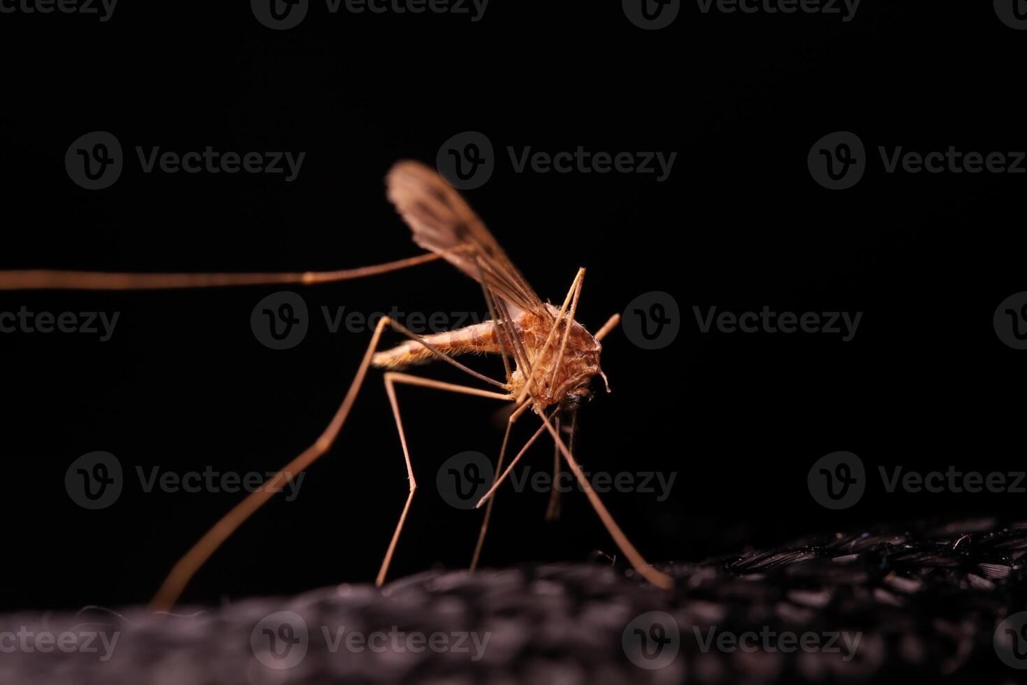 Mosquito on black background in macro, insect details on black photo
