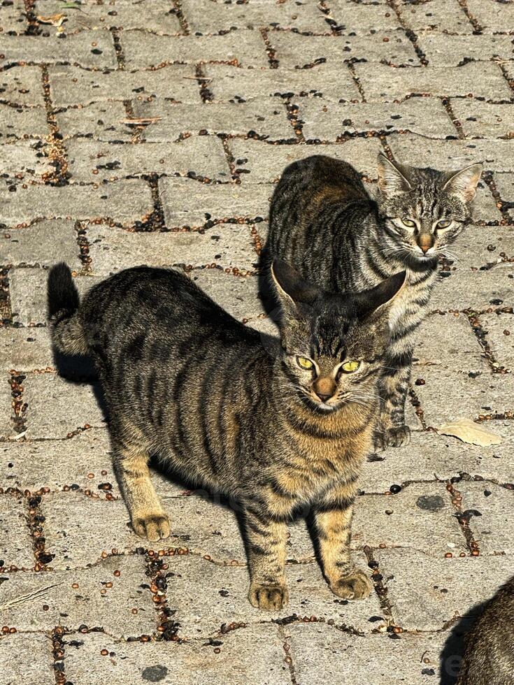 Two tabby cats exploring a cobblestone path under bright sunlight in a quaint village photo
