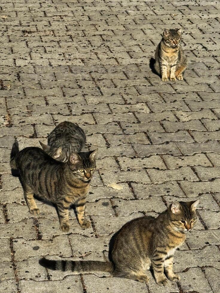 Four playful cats enjoying time on a sunny cobblestone street in a lively neighborhood photo