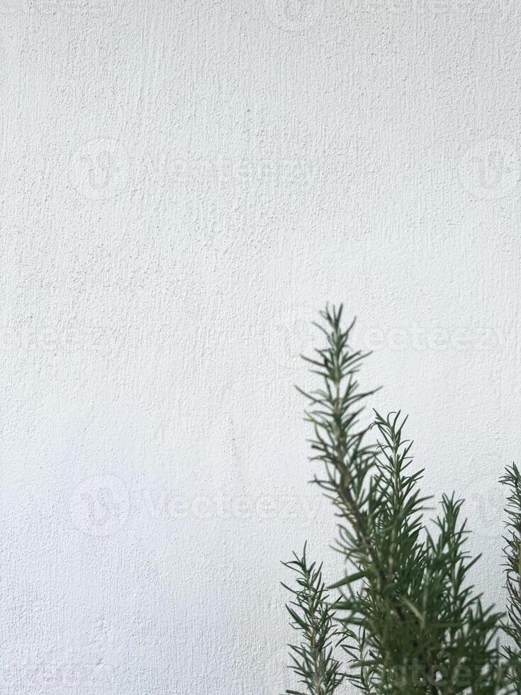 Fresh rosemary plant against a textured white wall in a sunny kitchen setting photo