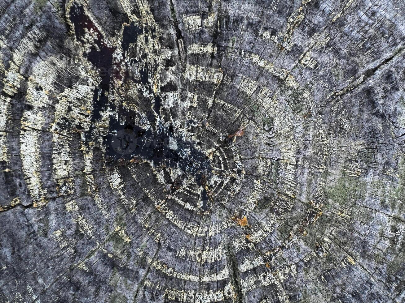 Detailed close-up of a tree stump showing growth rings and natural textures photo