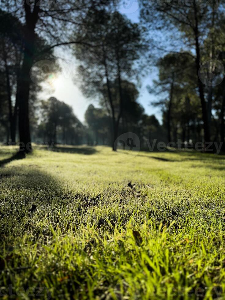 Morning sunlight filters through trees in a serene forest grove with dew-kissed grass photo