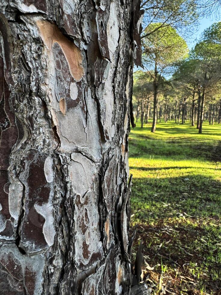 Textured tree bark in a serene forest setting with vibrant green foliage and sunlight photo