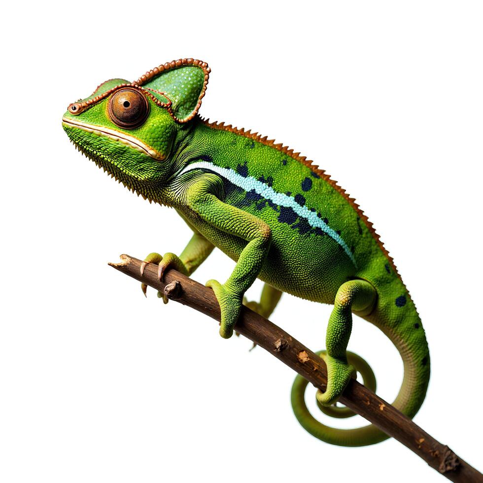 Vibrant Green Chameleon Perched on Branch Against White Background photo
