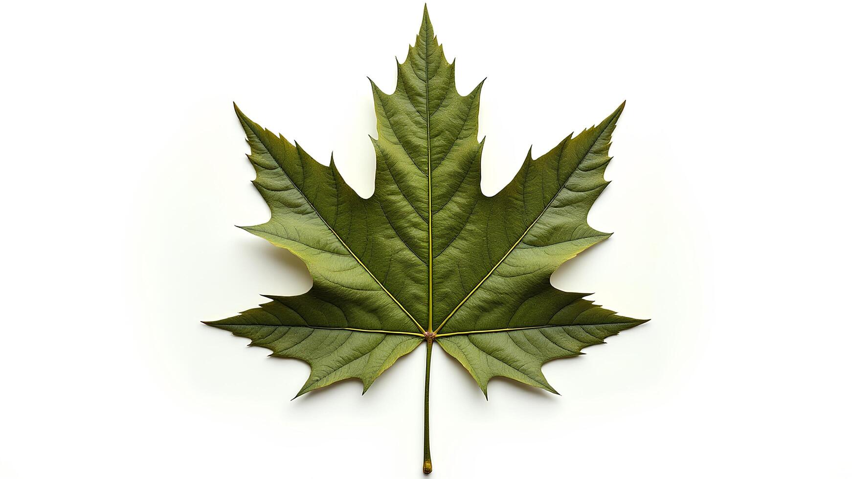 Detailed Green Maple Leaf with Textured Surface Against White Background photo