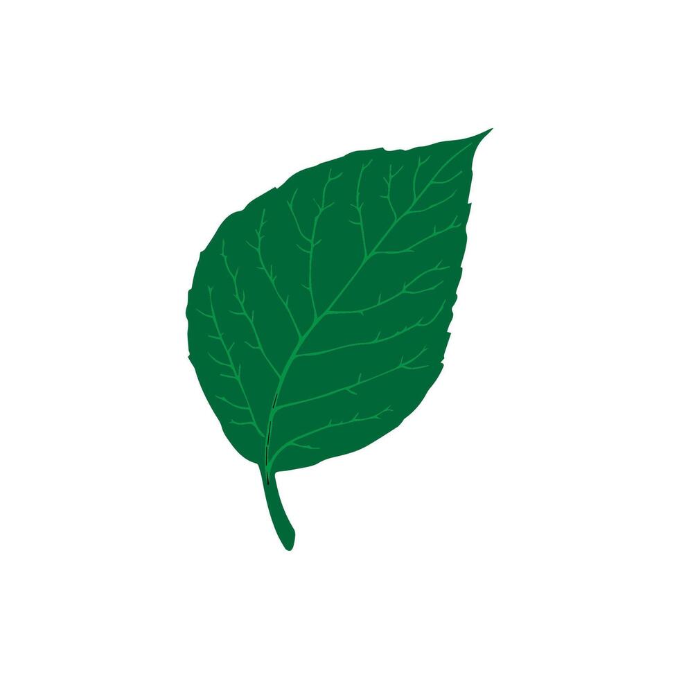 Flat Leaf Nature and Eco-Friendly Design vector