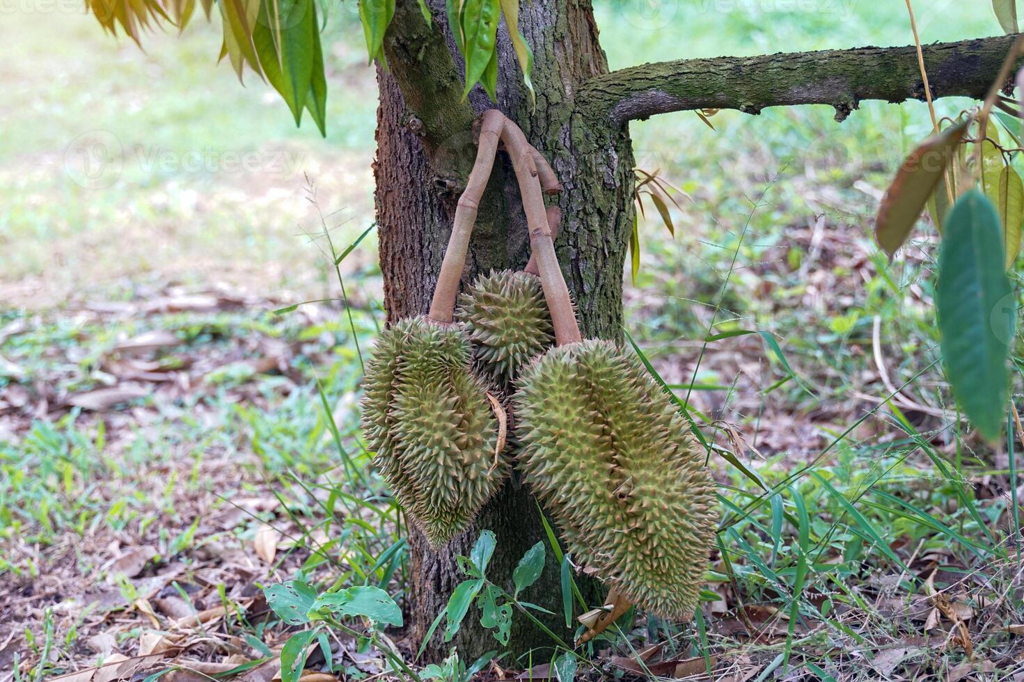 durian on the tree is the king of fruits. The skin is thick and hard with sharp thorns. The yellow flesh is separated into lobes. with brown seeds inside the meat have a unique smell sweet taste photo
