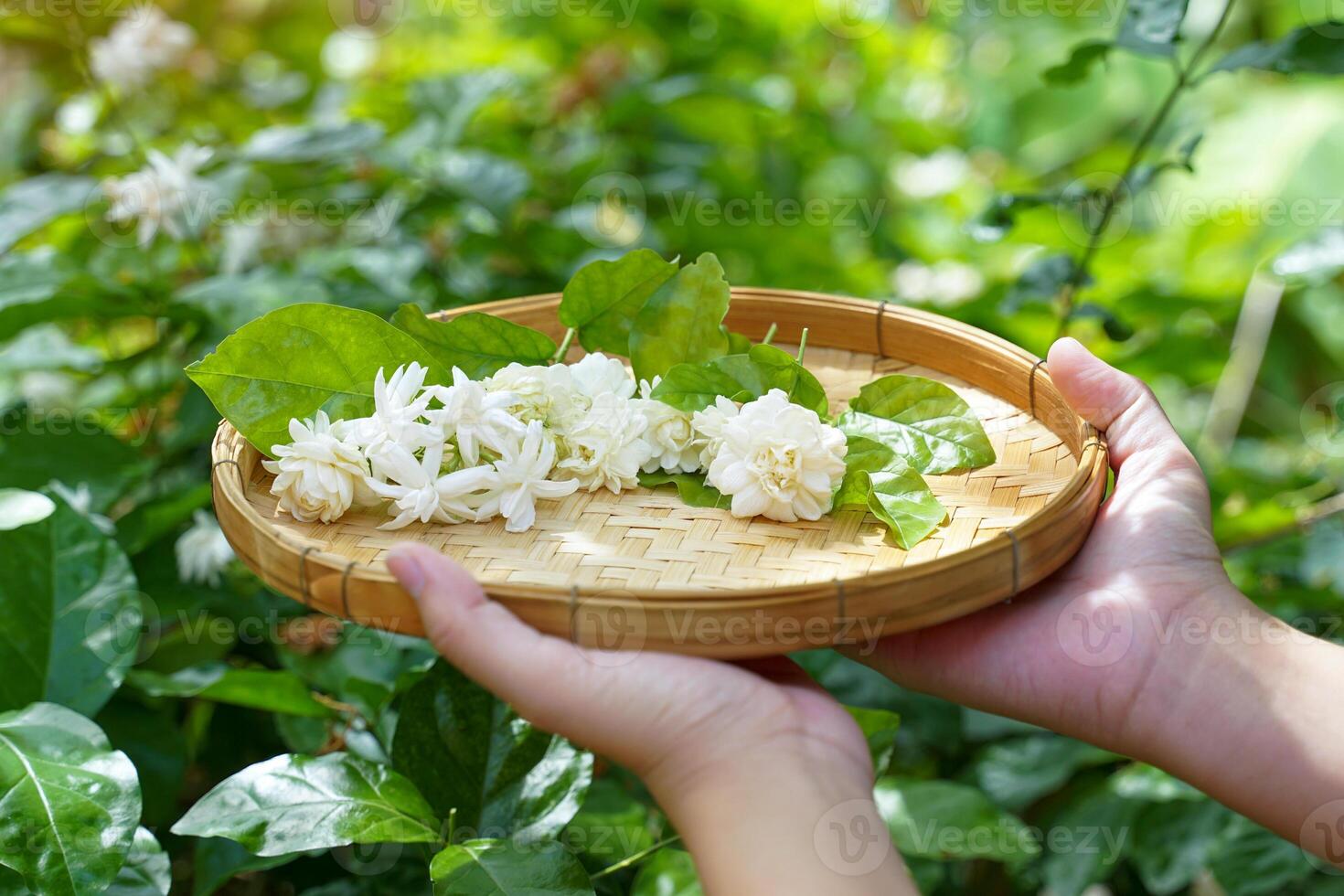 Arabian jasmine flower in bamboo basket. It is a flower that lives with Thai people. fragrant flowers Pure white is used as a Mother's Day symbol photo