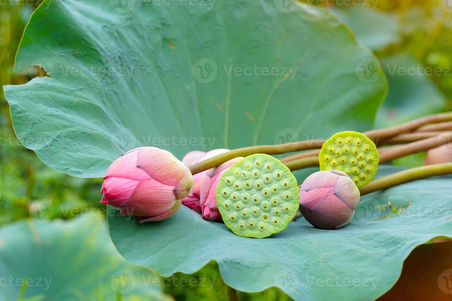 Pink sacred lotus flowers and lotus pods placed on the lotus leaf. photo